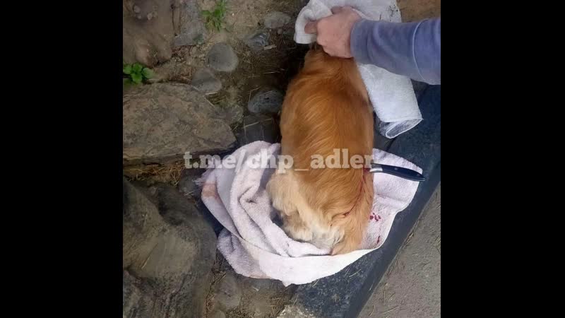 Работник шаурмячной воткнул нож в молодые