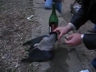 Ворону напоили в дрыську