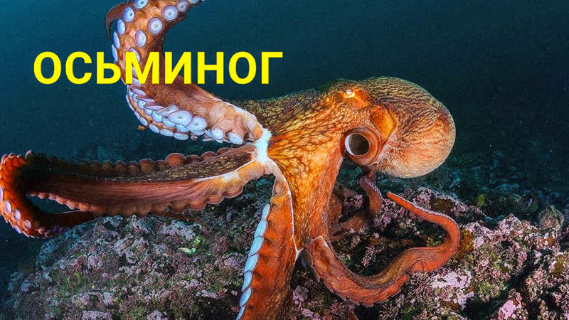 порно с осьминогом