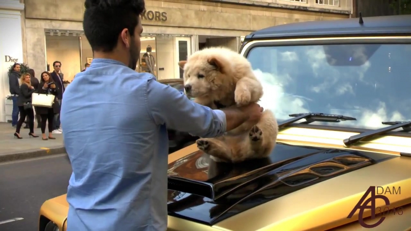 Mercedes porn video – Guy puts dog on mercedes g63 amgs bonnet