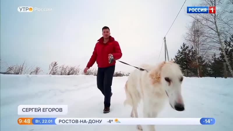 Русская борзая