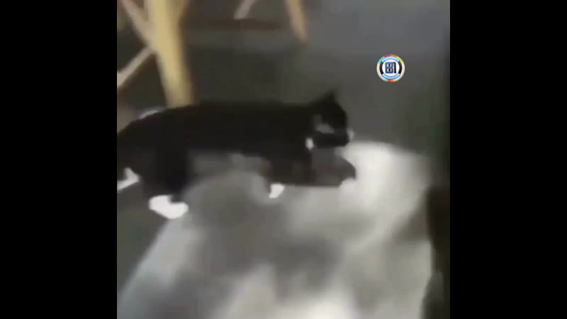 Страшна вырубай