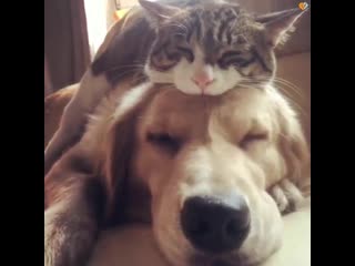 Golden retriever and rescue cat love each other to bits