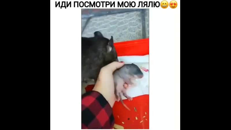 Посмотри porn video – Иди посмотри мою лялю