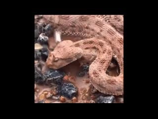 Hikers came across a dehydrated horned viper