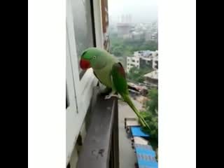 Возвращение блудного попугая (vhs video)