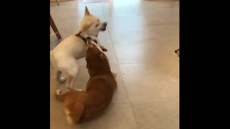 Woof porn video – Woof mp4