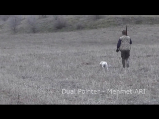 Pointer (puanter) keklik avı ferma videoları, dual pointer (mehmet ari)