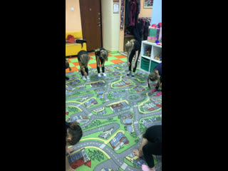 Live киндер лэнд