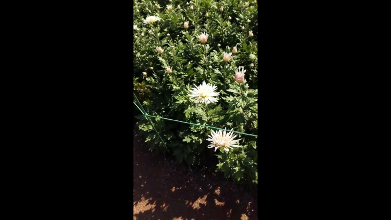 Бал хризантем в никитском саду