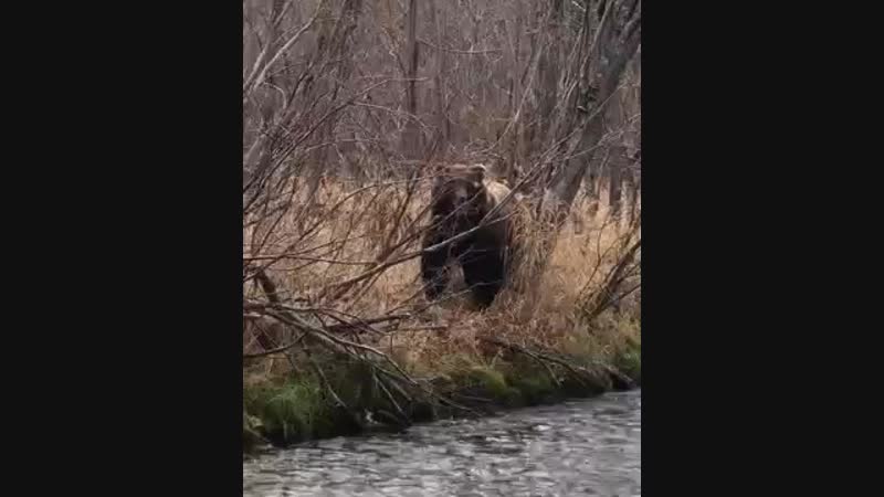 Осенний мишаня