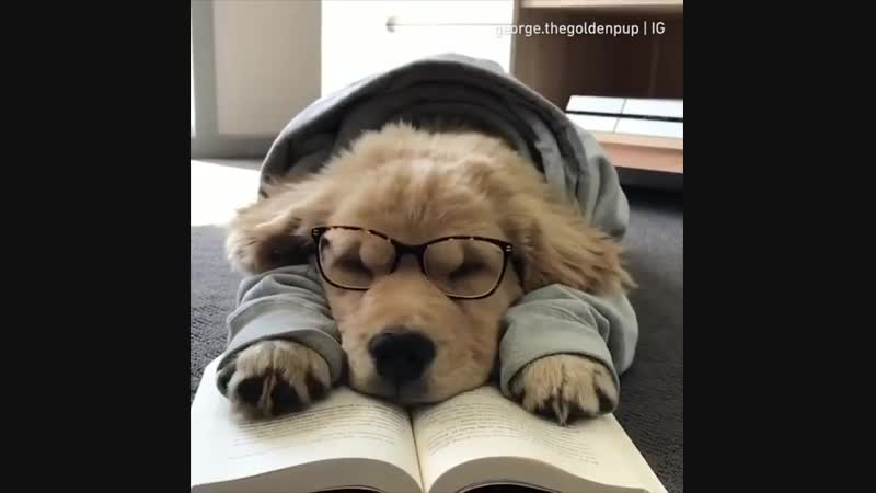 Когда собрался поучиться вечером mp4