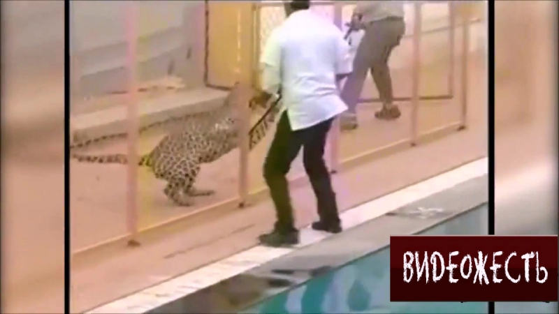 Леопард вырвался из клетки © видеожесть