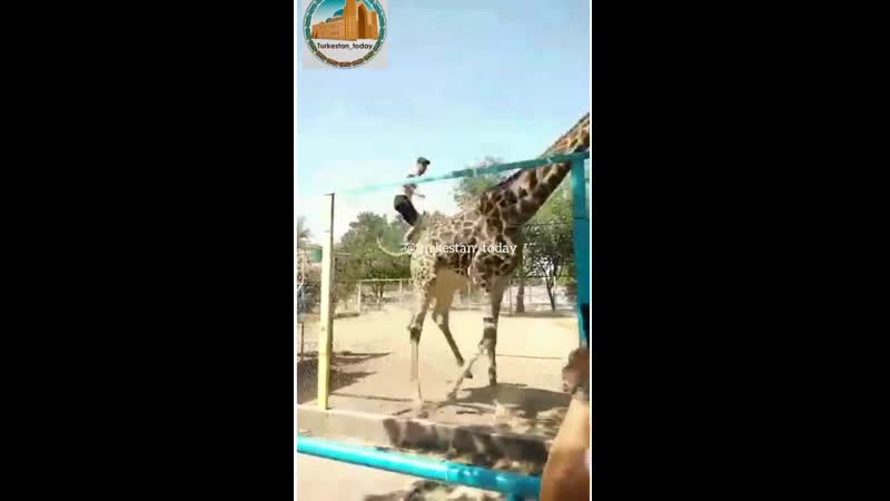 Парень оседлал жирафа в зоопарке шымкента видео