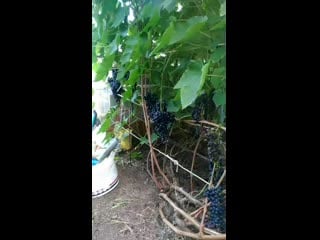 V 20200821 134731 vhdr on mp4