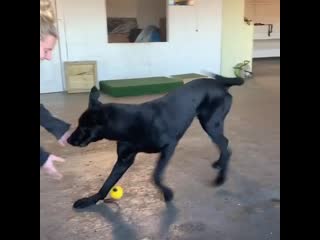 Young luther black chinese wolf dog!