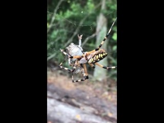 Banana spider webs up toad