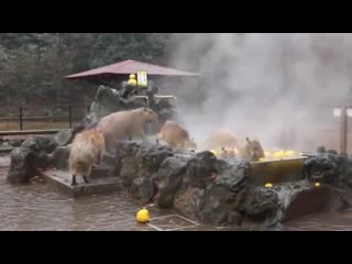 So apparently there are capybara spas in japan