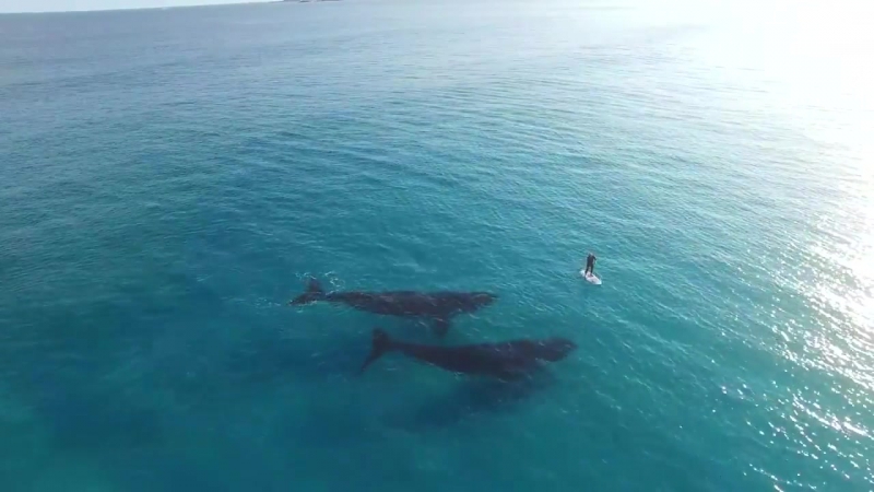 Видео с двумя китами, плавающими у побережья городка эсперанс