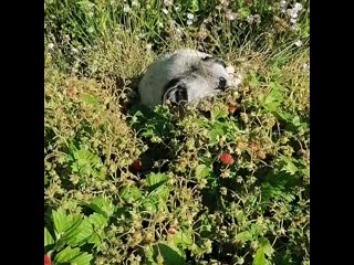 Любительница земклуники любава энжел делина сайтли