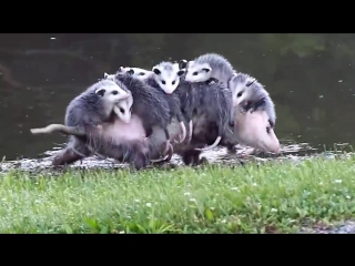 Mama opossum haulin all her babies