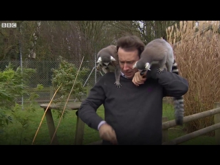 Bbc reporter mobbed by lemurs