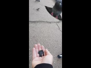 Голуби 32 комплекс