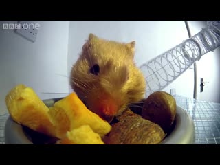 Inside a hamsters cheeks | pets wild at heart episode 1 preview | bbc one