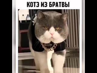 Котэ из братвы