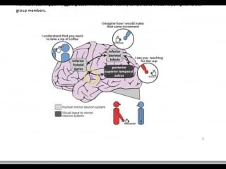 Empathy mirror neuron action
