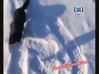 Норка хочет свою долб