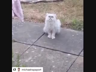 Michael rapaport this stray cat looks like grandma (part 1)