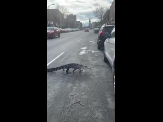 Just an alligator crossing jarry, no big deal montreal shook mtlmoments