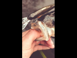 Шикарный окунь