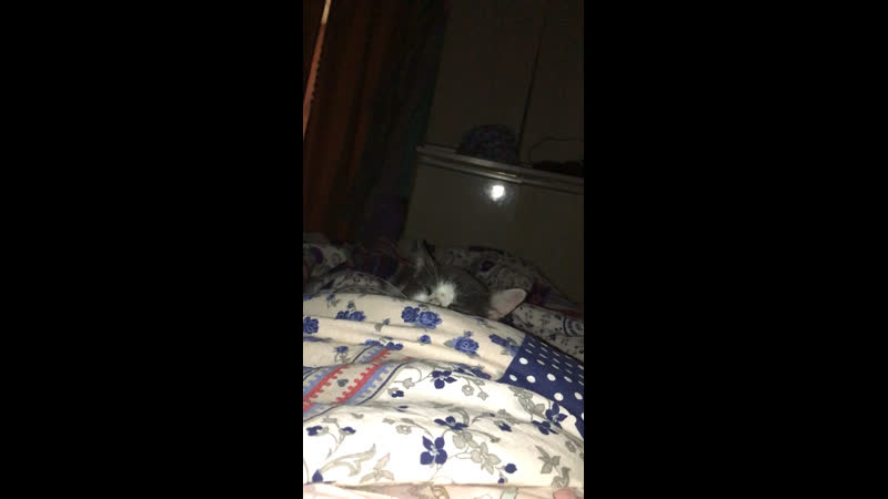 Заставили кота лизать клпссное куни было