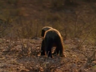 National geographic медоеды змеиные убийцы