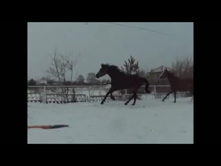 Две кобылки от голштинского алькаро (5053 5054)