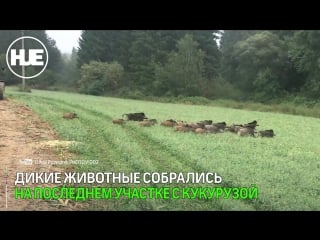 Фермер трахает в жопу стройную брюнетку на покрывале около комбайна ~ real-watch.ru