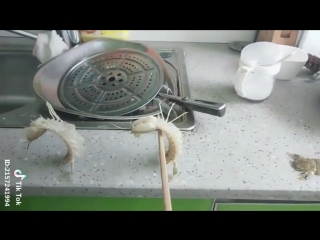 Дрессированные медведки😄 (6 sec)