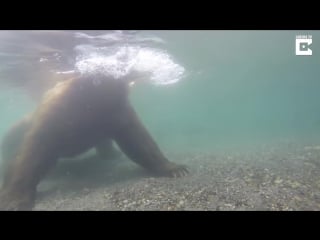 Bear fishes underwater with paws