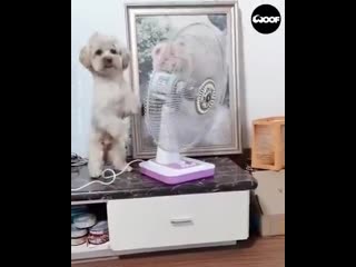 Пёсик любит комфорт