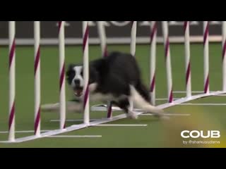 Border collie pink is the best