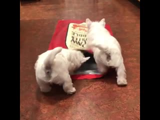 Целая упакоа с щенками