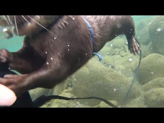 Aty tries to grab trout! [otter life day 122] アティがマスのつかみ取りにチャレンジ！？