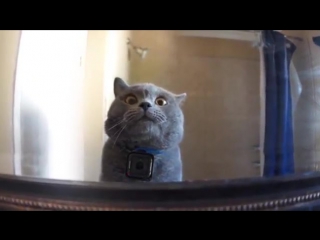 Gopro on a cat left home alone