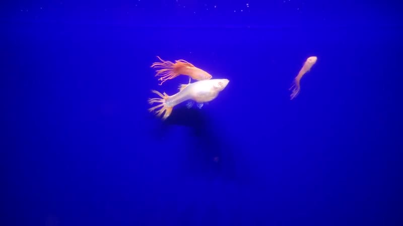 Albino full red merah guppy