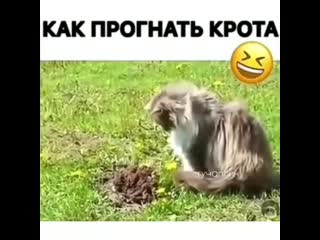 Как прогнать кота