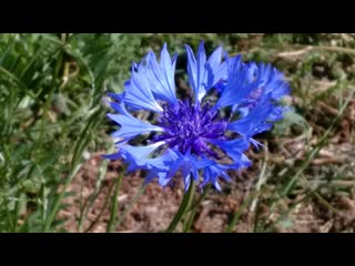 Cornflower kornblume василек сини