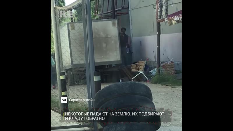 В саратове выгружали хлеб, роняя на землю