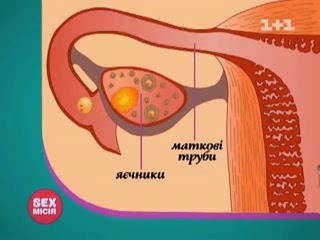 Наглядная анатомия женского тела